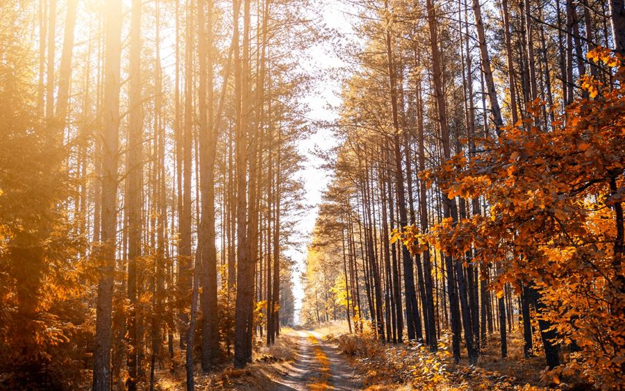 A path winding through an autumn forest