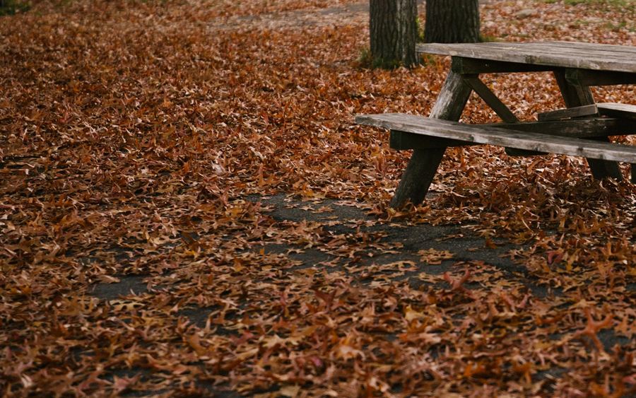 An empty picnic table among fallen autumn leaves
